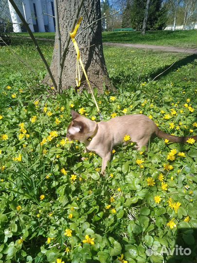 Котик в добрые руки