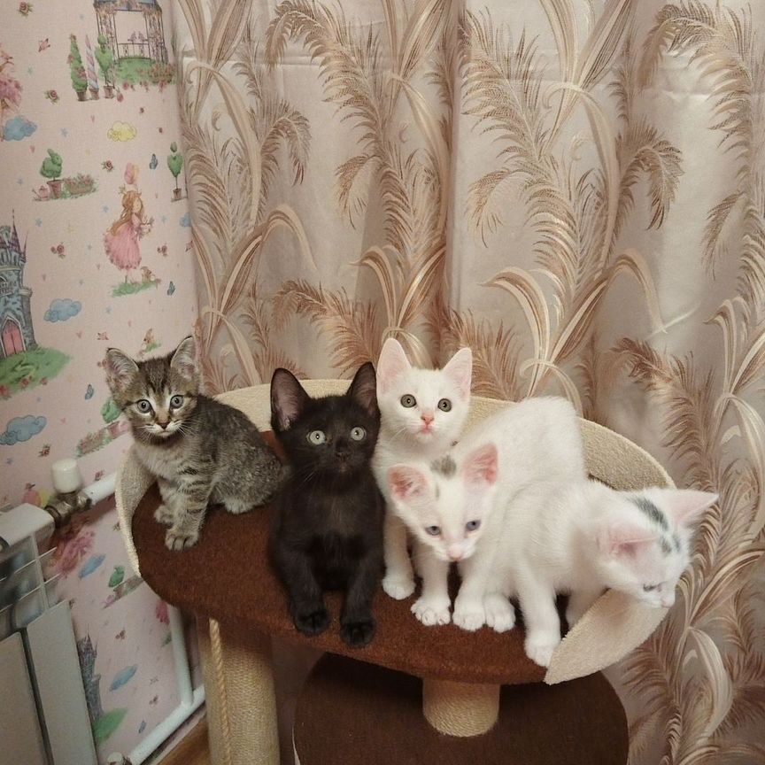 Котята