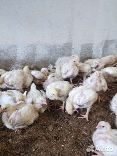 Подрощеный бройлер