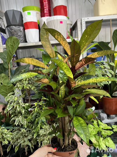 Кротон Мистер(миссис) Айстон