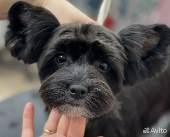 Груминг собак и кошек