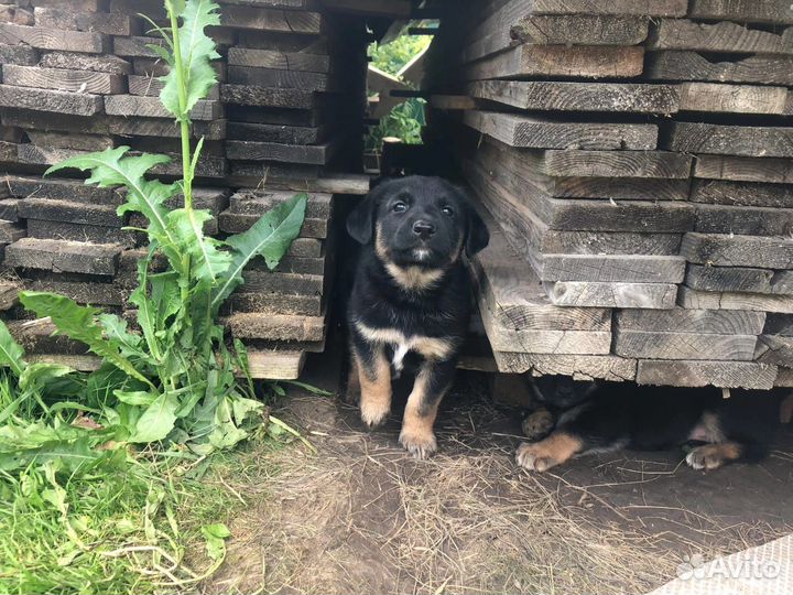 Собаки в добрые руки