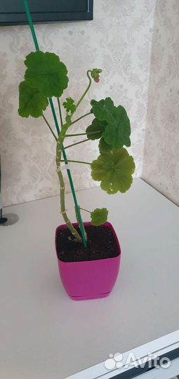 Комнатные цветы