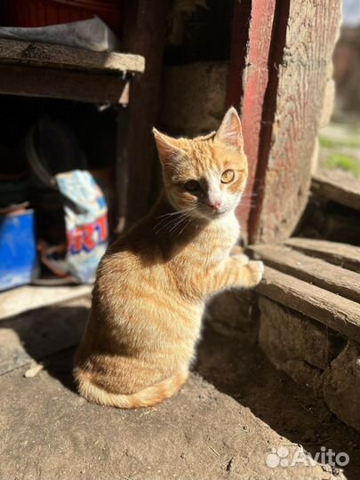 Тотошка, 5 мес