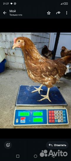 Куры молодки