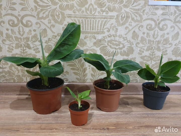 Банан комнатный Кавендиш