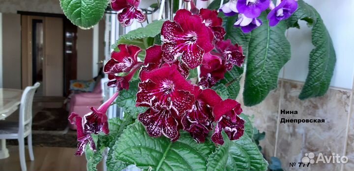 Продам цветущие стрептокарпусы