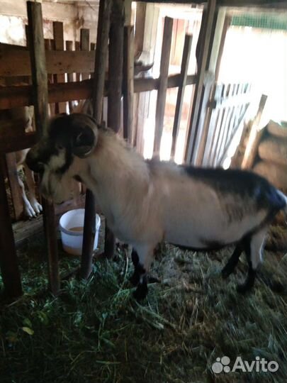 Козел альпийский