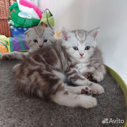 Шотландские котята