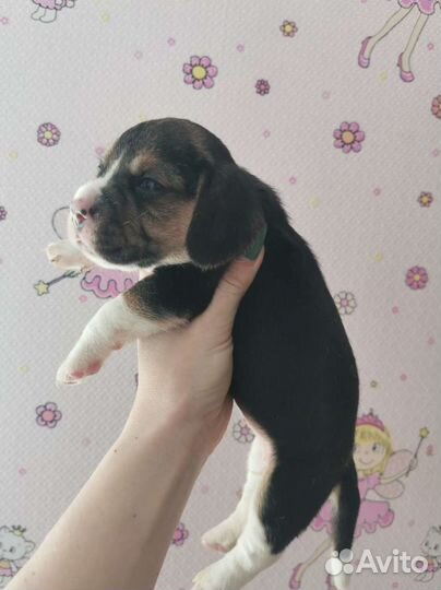 Бигль малыши