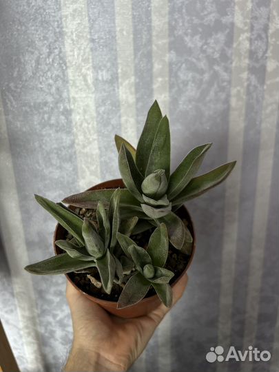 Суккуленты