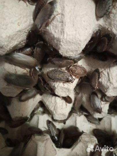 Мраморные тараканы