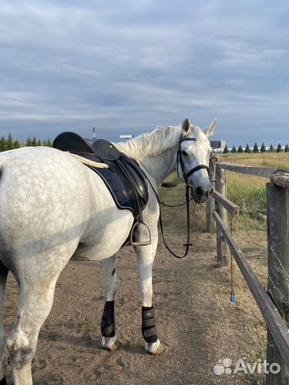 Занятие конным спортом