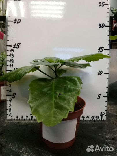 Гибискус, китайская роза