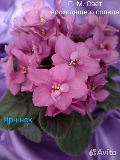 Сортовые фиалки-детки