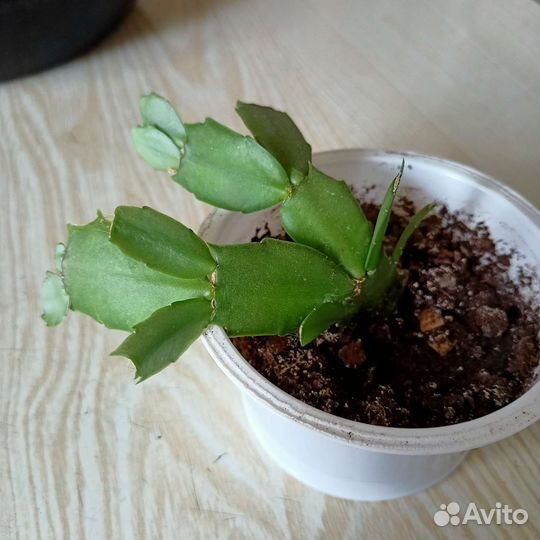 Декабрист и белый Рипсалидопсис