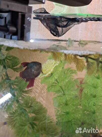 Самка петушка Дельта (курочка)