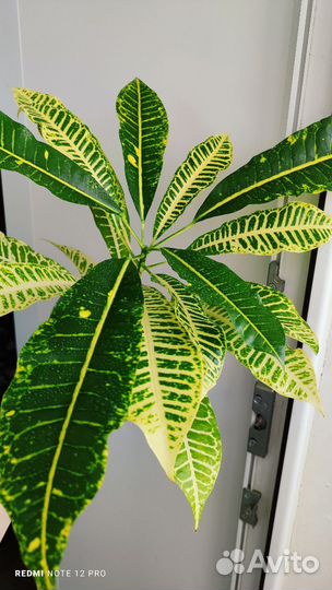 Кротон Джон Бендер