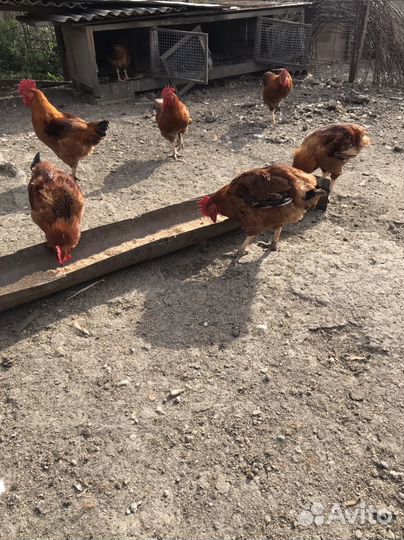 Петушки домашние