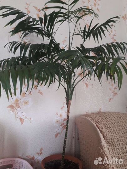 Пальма для офиса или дома