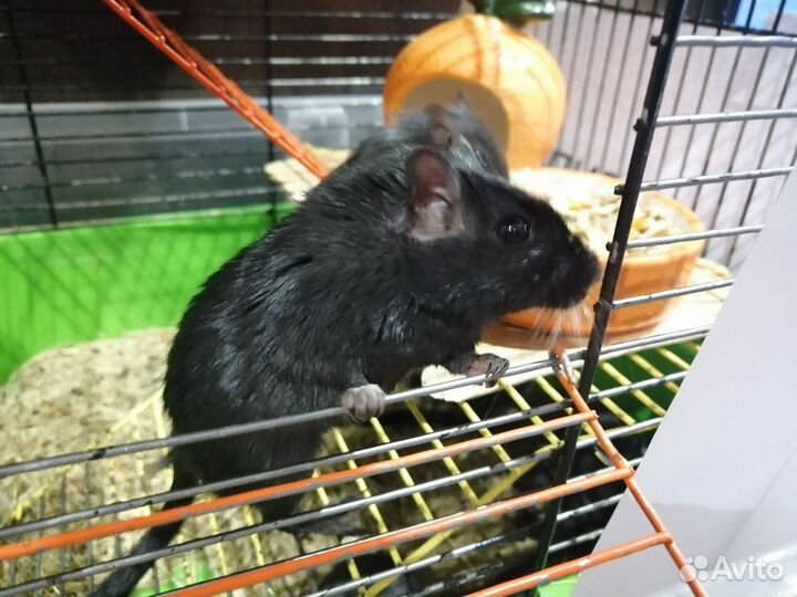 Мышь песчанка