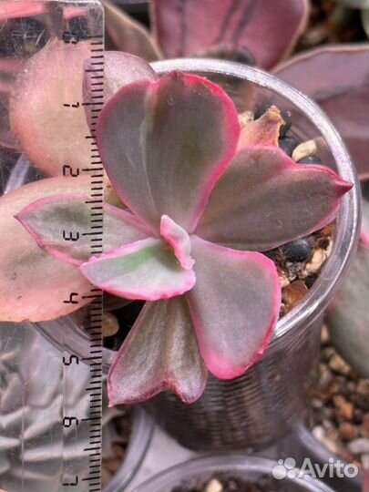 Детки вариегатных суккулентов