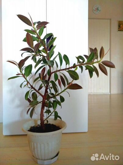 Фикусы, Шефлера, Колонхоэ