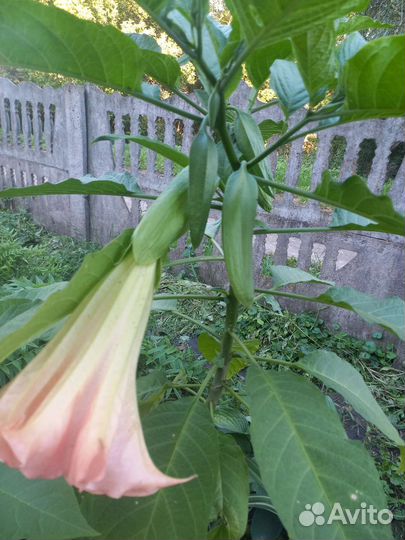 Бругмансия(трубы Ангела)