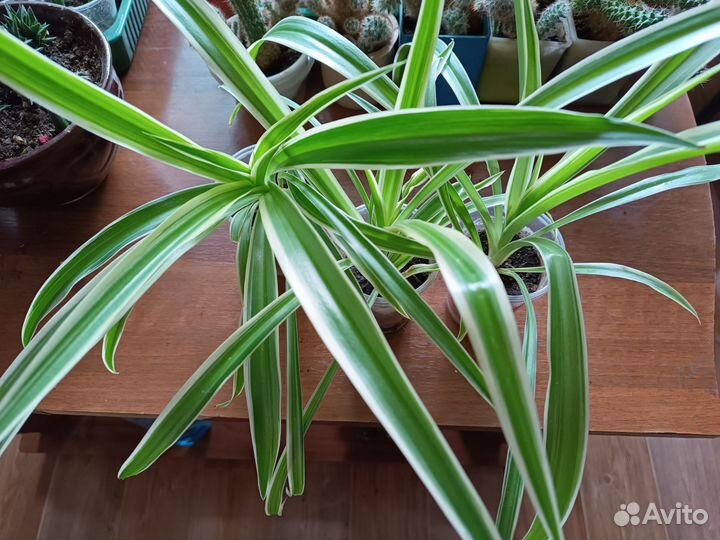 Кактусы, фикус