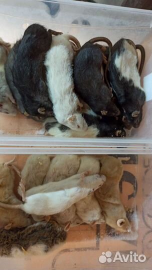 Кормовые грызуны