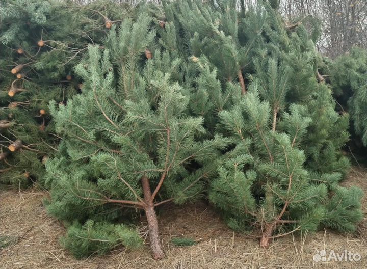 Новогодние елки и сосны оптом