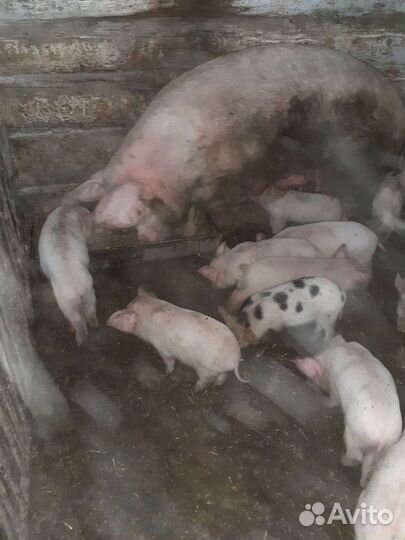 Поросята 2 мес