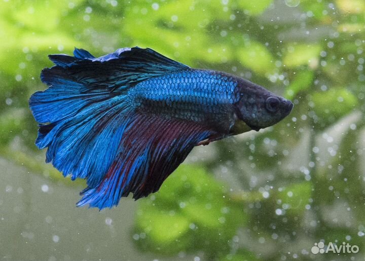 Петушок вуалевый + аквариум