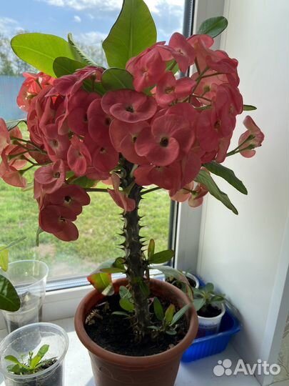 Кактус молочай миля крупноцветковый