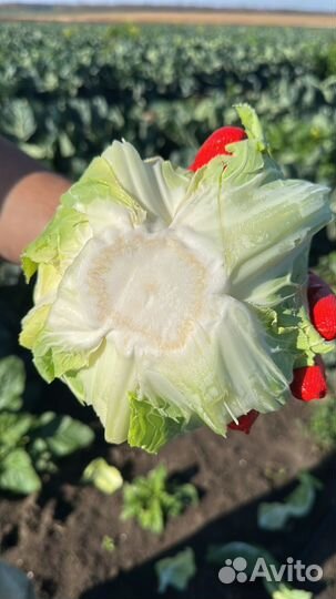 Цветная капуста оптом