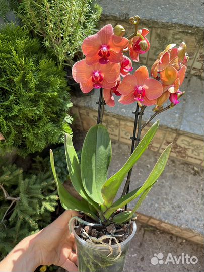 Орхидея фаленопсис