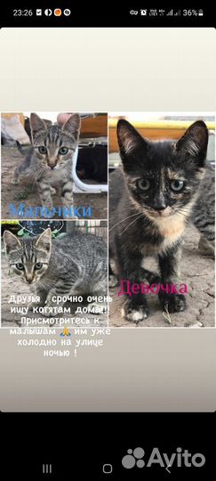 Котята в добрые руки