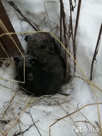 Отдам в добрые руки
