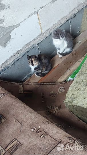 Кошка в дар бесплатно