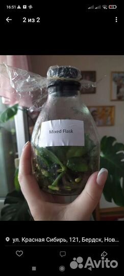 Орхидея фаленопсис