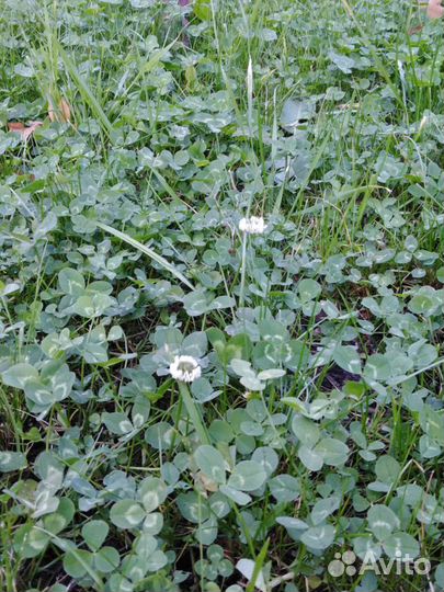 Газон цветущий с клевером