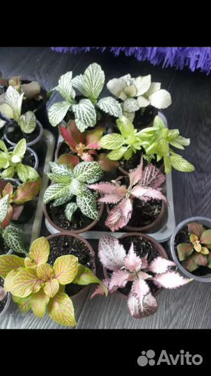 Растения (мини) для флорариумов и террариумов