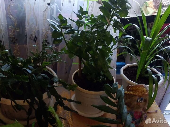 Комнатные цветы