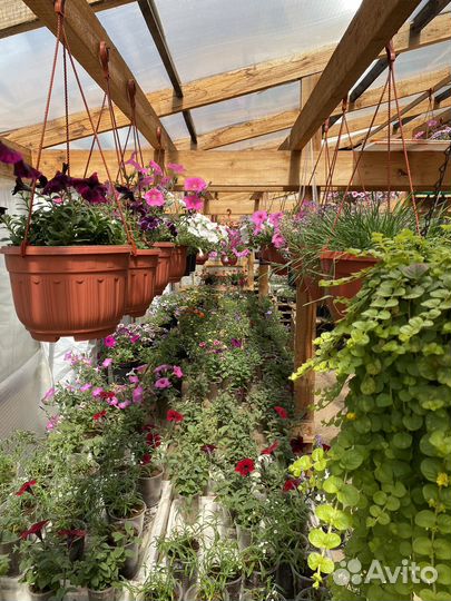 Рассада петуния, калибрахоа, алиссум