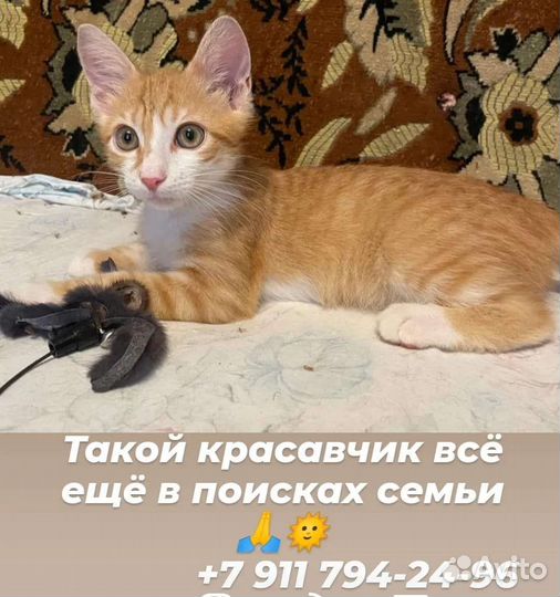 Котенок мальчик