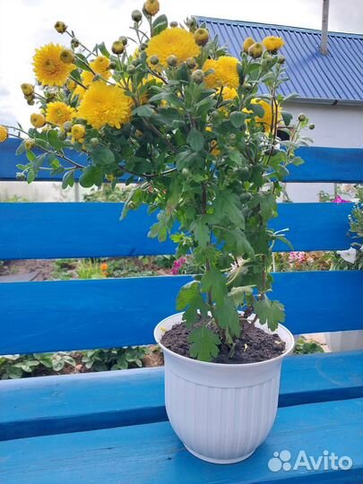 Хоста гипсофила примула гейхера