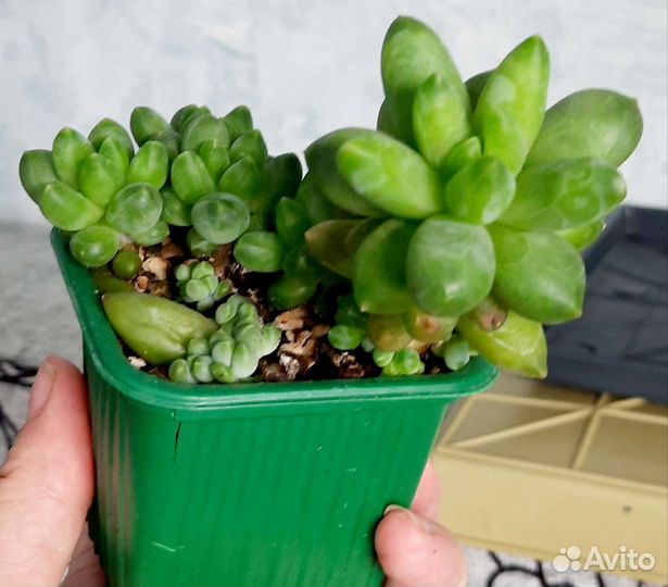 Суккулент Пахифитум компактум