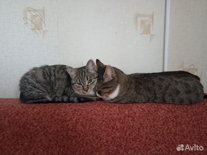 Кошка в дар бесплатно