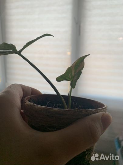 Сингониум ред спот