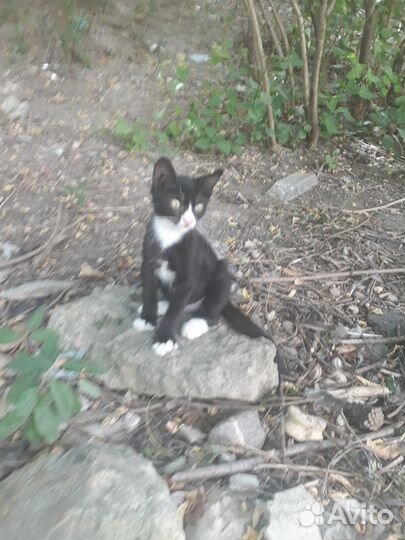 Отдам, бесплатно чёрно-белого ангорского котёнка